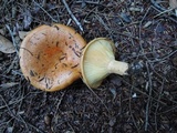 Lactarius croceus image
