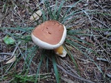 Austroboletus gracilis image