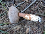 Austroboletus gracilis image