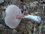 Austroboletus gracilis image