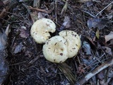 Lactarius scrobiculatus image