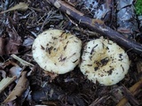 Lactarius scrobiculatus image