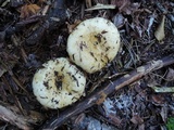Lactarius scrobiculatus image