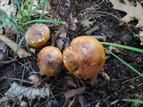 Tricholoma aurantium image