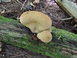 Lycoperdon excipuliforme image