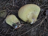 Lycoperdon excipuliforme image