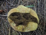 Lycoperdon excipuliforme image