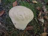Calvatia craniiformis image