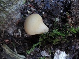 Apioperdon pyriforme image