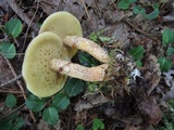 Suillus salmonicolor image