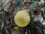 Suillus hirtellus image