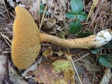 Suillus hirtellus image