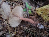 Lactarius areolatus image