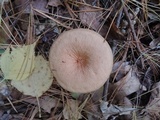 Lactarius areolatus image
