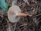 Lactarius areolatus image
