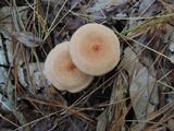 Lactarius areolatus image