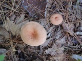 Lactarius areolatus image