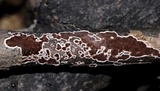 Peniophora albobadia image