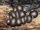 Lycogala epidendrum image