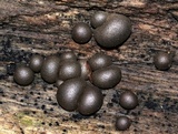 Lycogala epidendrum image