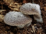 Hohenbuehelia mastrucata image