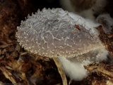 Hohenbuehelia mastrucata image