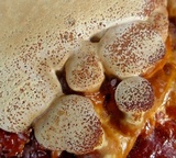 Ganoderma sessile image