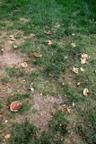 Ganoderma sessile image