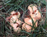 Ganoderma sessile image