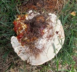 Ganoderma sessile image