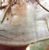 Ganoderma sessile image