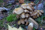 Armillaria solidipes image