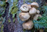 Armillaria solidipes image