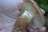 Armillaria solidipes image