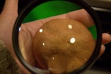 Armillaria solidipes image