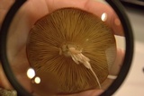 Armillaria solidipes image