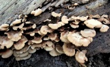 Lentinellus ursinus image
