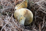 Lactarius deterrimus image