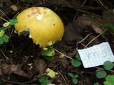 Russula claroflava image