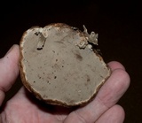 Fomes excavatus image
