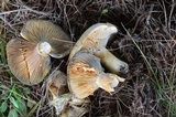 Lactarius deterrimus image