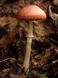 Leucoagaricus rubrotinctus image