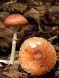 Leucoagaricus rubrotinctus image