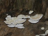 Tyromyces chioneus image