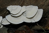 Tyromyces chioneus image