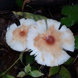 Leucoagaricus rubrotinctus image