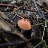 Leucoagaricus rubrotinctus image