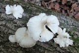 Pleurotus pulmonarius image