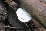 Trametes gibbosa image