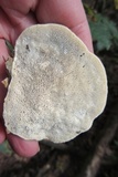 Trametes gibbosa image
